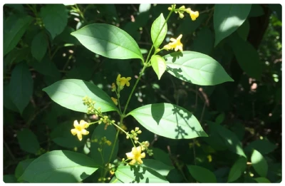 Glucotrust Ingredients 3